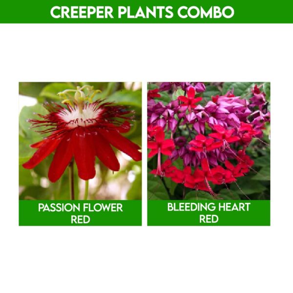 Creeper Plants Combo