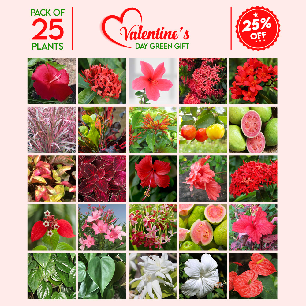Buy/Send Two Plants in One Pot Gift Online- FNP