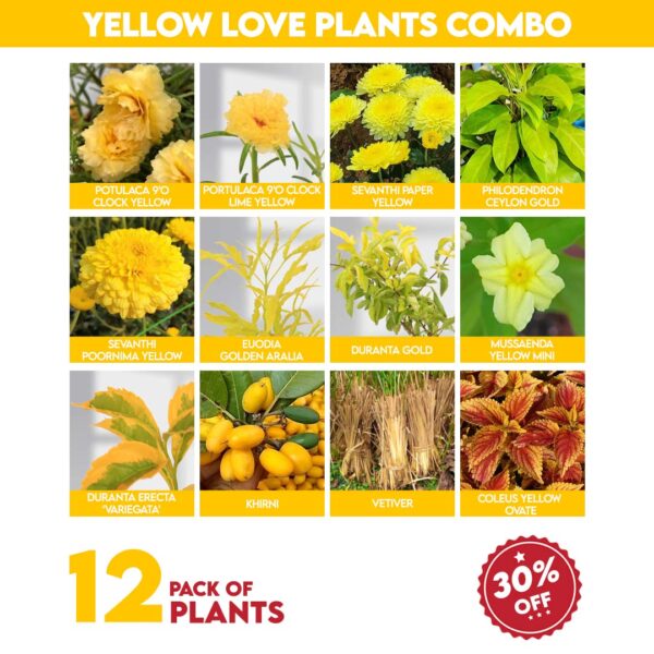 Yellow Love Plants Combo