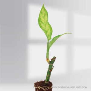 Green Lady chinese evergreen - Aglaonema