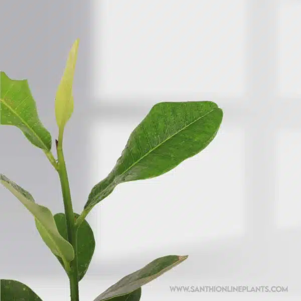 Khirni fruit plant - Manilkara hexandra
