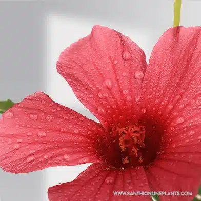 Hibiscus cannabinus - Gongura Pulichakeerai