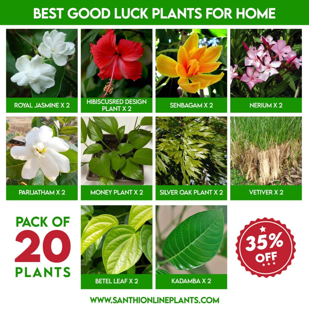 Best good luck plants for home - Santhi Online Plants Nursery