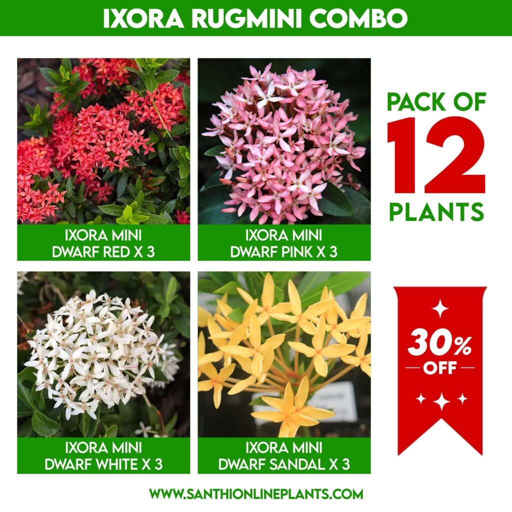 Ixora Rugmini Plants Combo - Santhi Online Plants Nursery