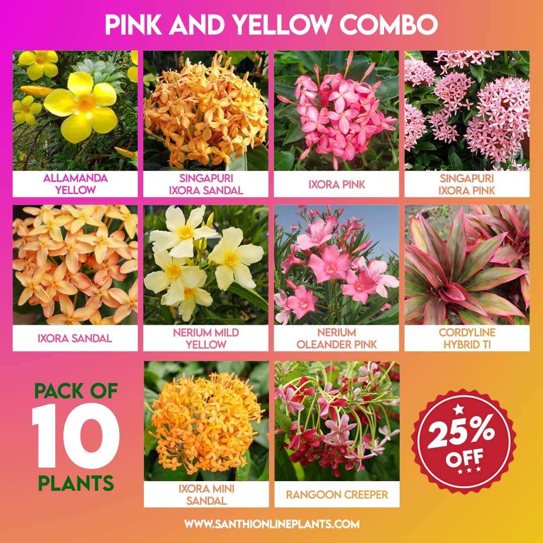 Pink and Yellow Combo - Santhi Online Plants Nursery