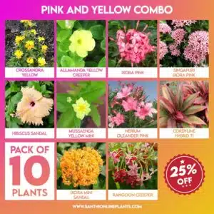 Pink and Yellow Combo