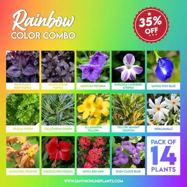 Rainbow Colors Combo