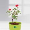 Rose Plant Gift Pot Plant