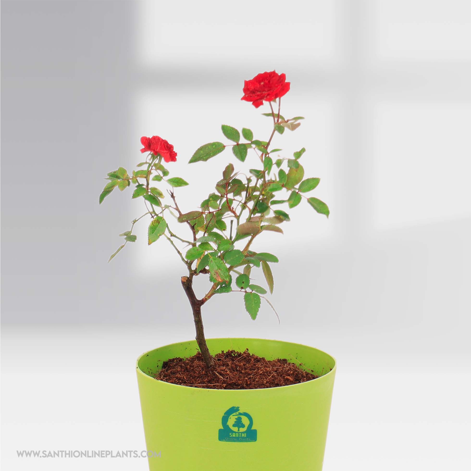 How To Plant Your Valentine Miniature Rose Bushes Outside