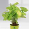 Syngonium (Arrowhead) Pot Plant