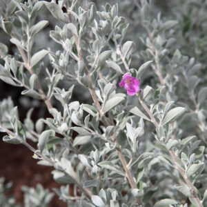 Texas Sage