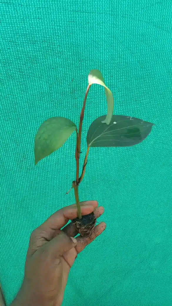 Karimunda Black Pepper