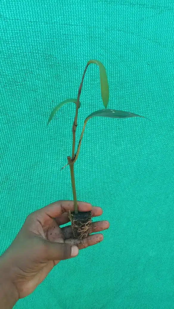 Karimunda Black Pepper