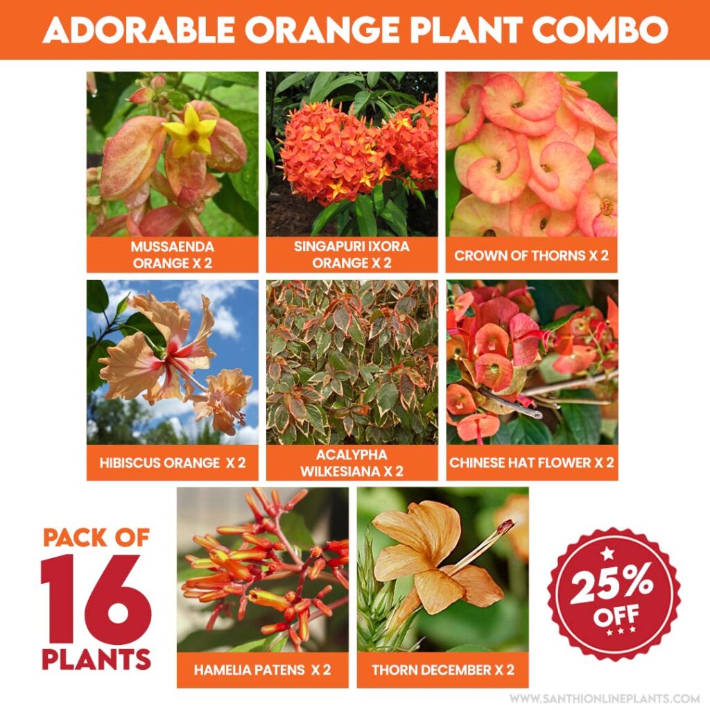 Adorable Orange Plants Combo - Santhi Online Plants Nursery