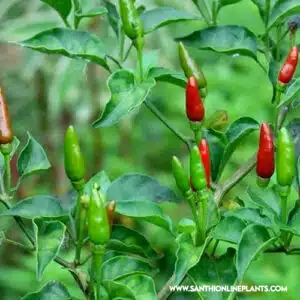Kanthari Chilli - Bird's eye Chilli