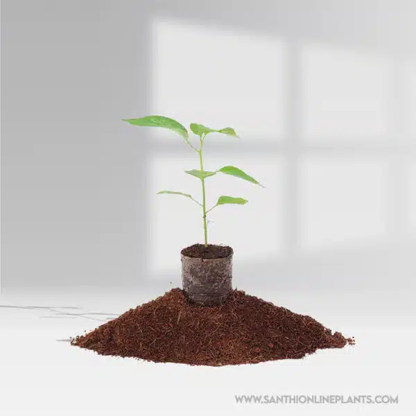 Kanthari Chilli -  Bird's Eye Chilli