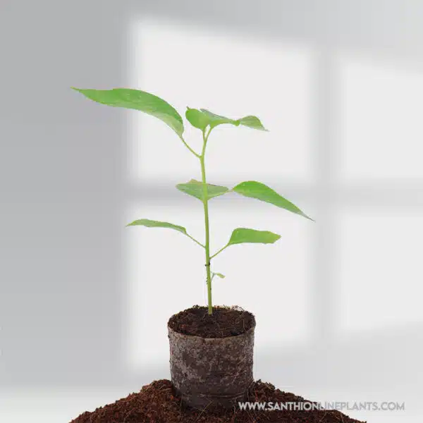 Kanthari Chilli -  Bird's Eye Chilli
