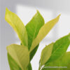 Parijatham Medium Plant (Gardenia Medium)