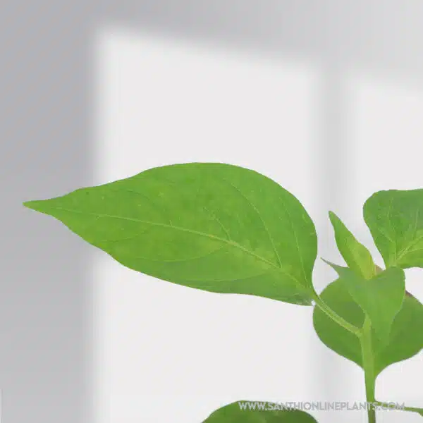 Kanthari Chilli -  Bird's Eye Chilli