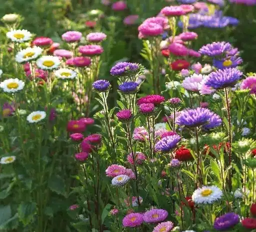 Aster flower plant (multicolors)