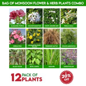 Bag of Monsoon Flower & Herb Plants Combo