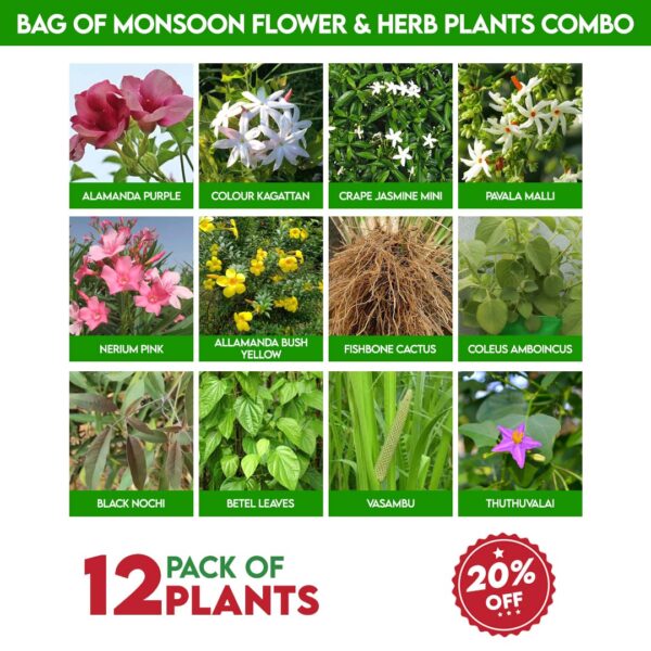 Bag of Monsoon Flower & Herb Plants Combo