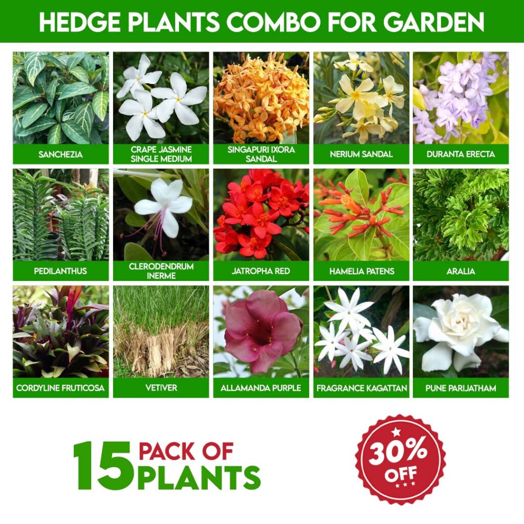 Hedge plants combo for Garden - Santhi Online Plants Nursery