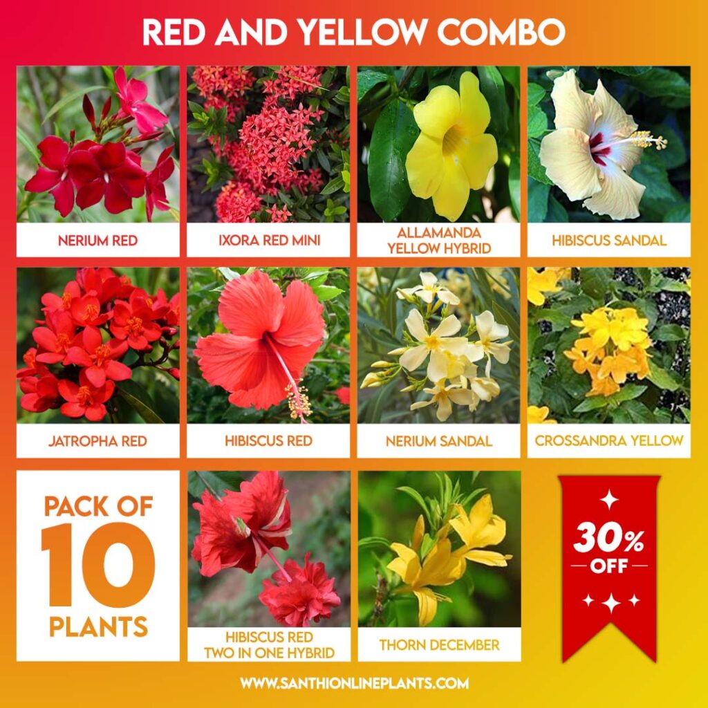 Red and Yellow Flowers Combo - Santhi Online Plants Nursery