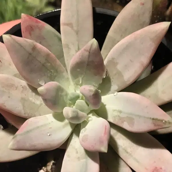 Pachyphytum hookeri