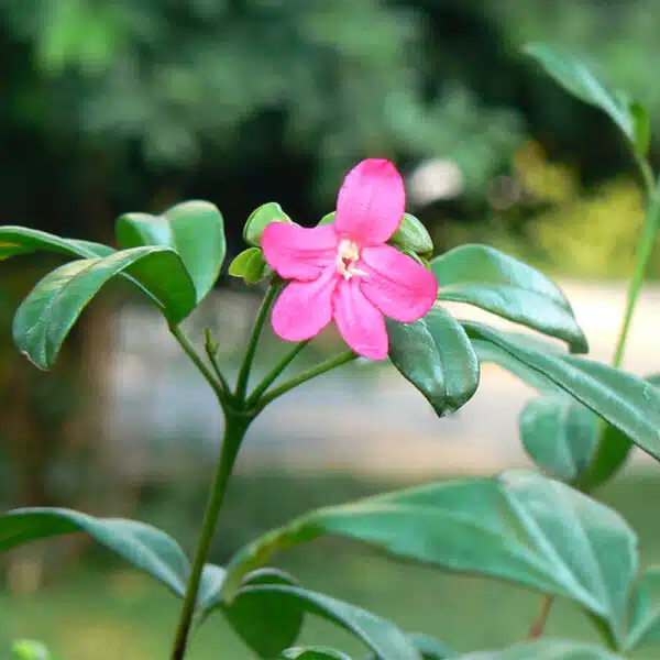 Ravenia spectabilis Pink - Lemonia