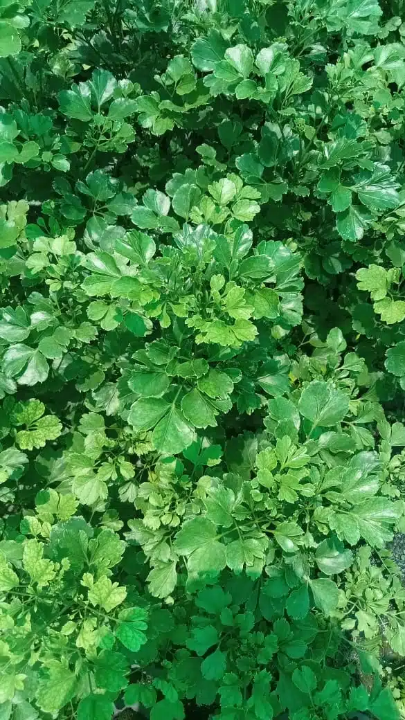 Chicken Gizzard Aralia