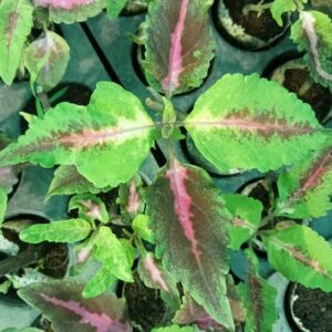 Coleus 'Sunglow Pink'