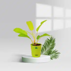 Philodendron Ceylon Gold