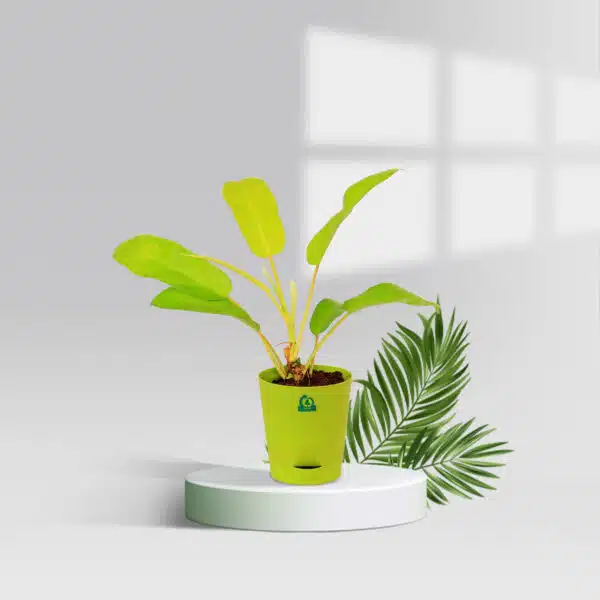 Philodendron Ceylon Gold