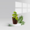 Money plant variegated with pot