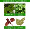 Mixed Indoor Plants Combo