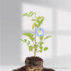 Clitoria Sky Blue