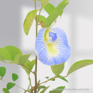 Clitoria Sky Blue