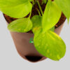 Money plant variegated with pot