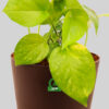 Money plant variegated with pot