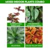 Mixed Indoor Plants Combo