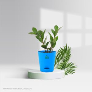Zamia Green (ZZ) Pot Plant