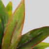 Cordyline Dwarf Ti Pot Plant