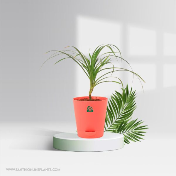 Pandanus Pot Plant