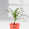 Pandanus Pot Plant