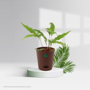 Monarch Fern Pot Plant