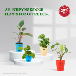 Air Purifying Indoor Pot Plants For Office Desk