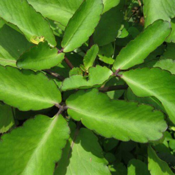 Ranakalli - Miracle Leaf