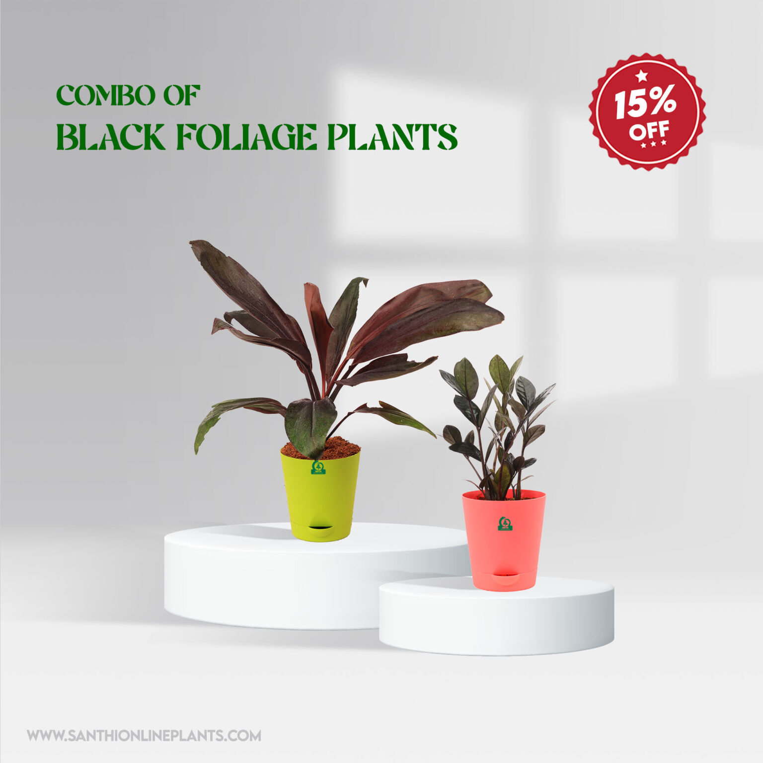 Combo of Black Foliage Plants - Santhi Online Plants Nursery