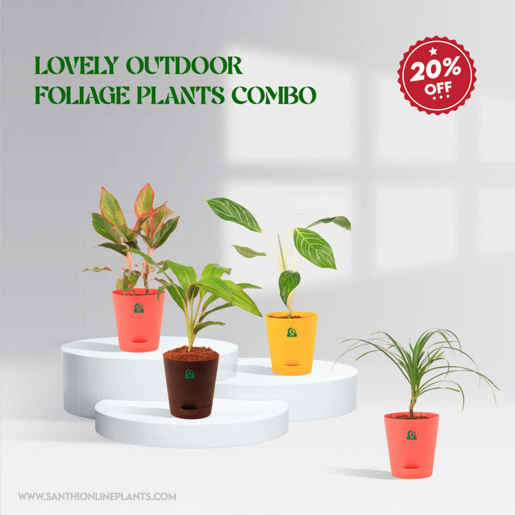 Lovely Outdoor Foliage Plants Combo - Santhi Online Plants Nursery